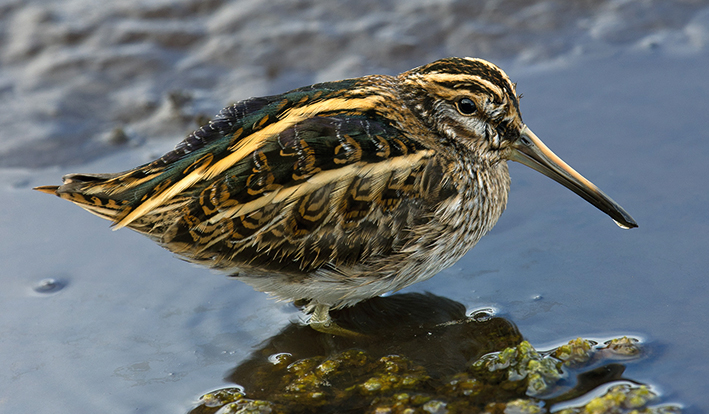 Jack Snipe
