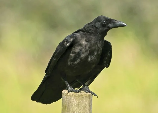 June ID tips: Juvenile Rook and Carrion Crow - BirdGuides