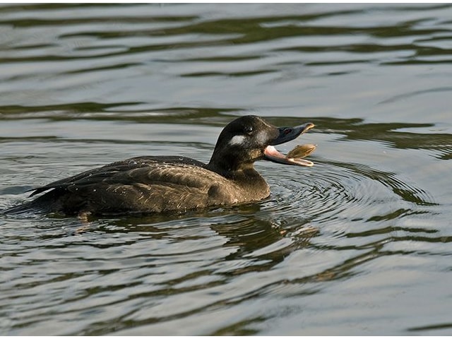 Juvenile Velvet Scoter (Clitheroe, Lancashire, 26 December 2009). Photo by Steve Young (www.birdsonfilm.com). Juvenile Velvet Scoter (Clitheroe, Lancashire, 26 December 2009). Photo by Steve Young (www.birdsonfilm.com).
