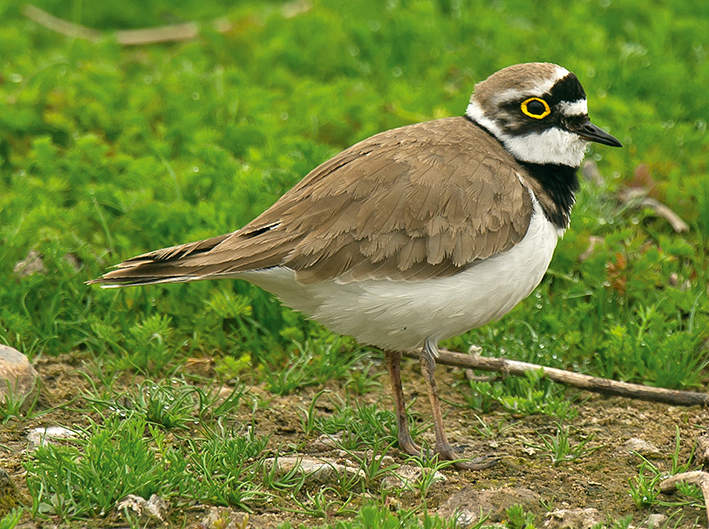 Little Ringed Plover by Steve Young