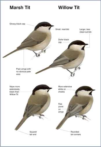 Marsh and Willow Tits - BirdGuides
