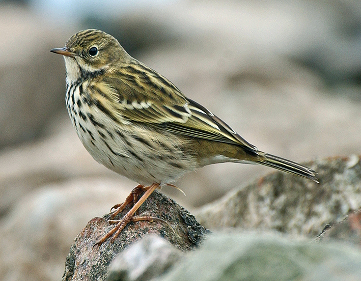 Meadow Pipit