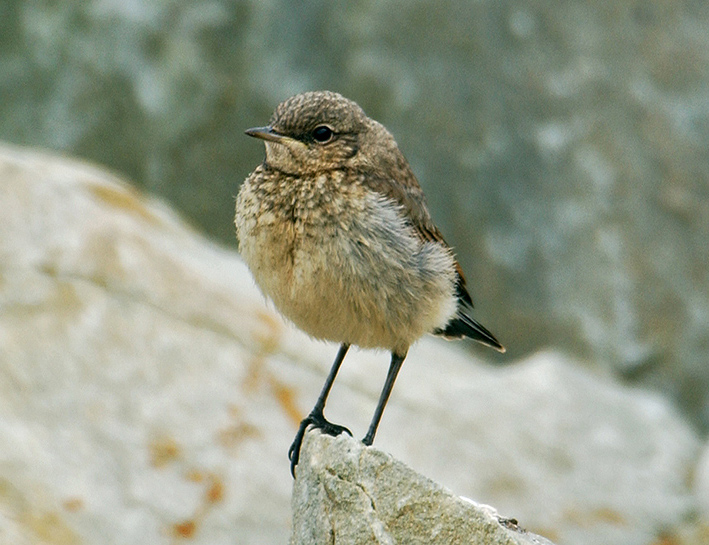 Northern Wheatear by Steve Young