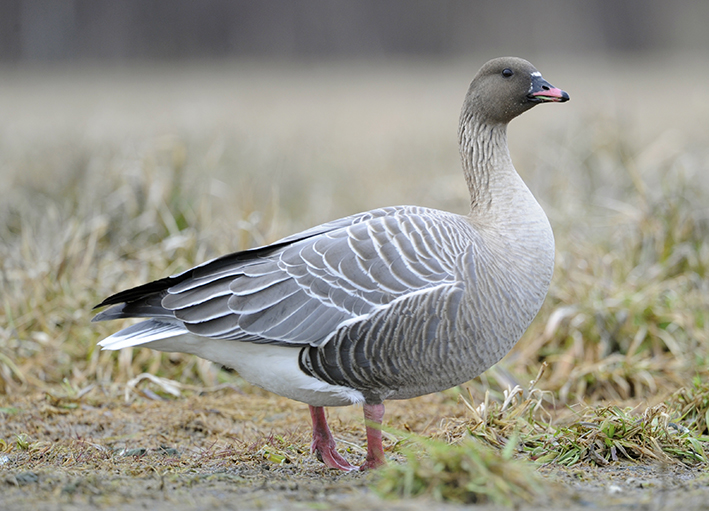 Pink-footed Goose