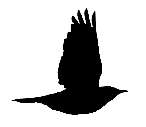 Redwing silouette