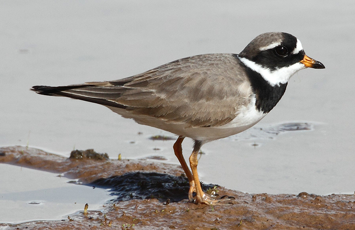 Ringed Plover by Jim Almond