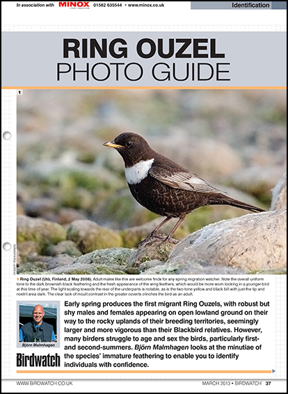 Ring Ouzel photo ID guide
