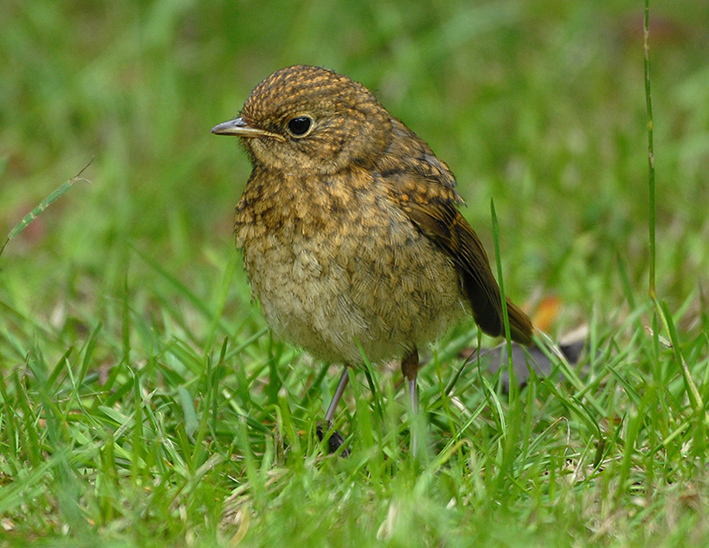 Juvenile Robin by Steve Young