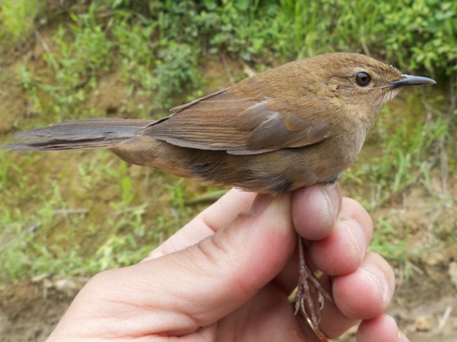 Russet Bush Warbler, such as this nominate bird, now finds itself with four sister species and the possibility of more to come. Photo: Per Alström. Russet Bush Warbler, such as this nominate bird, now finds itself with four sister species and the possibility of more to come. Photo: Per Alström.