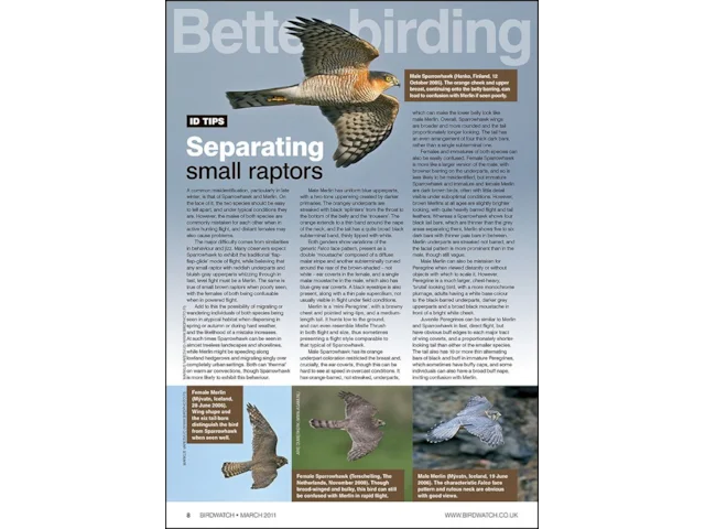 Small Raptorial Birds March ID tips: separating small raptors - BirdGuides