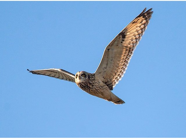 Short-eared Owl is the Beddington Farmlands NR; if this species returns to the site it will be an indicator of the success of the restoration. Photo by Peter Alfrey. Short-eared Owl is the Beddington Farmlands NR; if this species returns to the site it will be an indicator of the success of the restoration. Photo by Peter Alfrey.