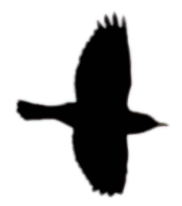 Song Thrush silouette