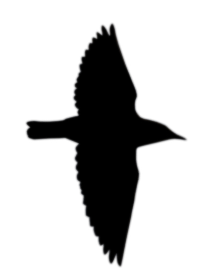 Starling silhouette