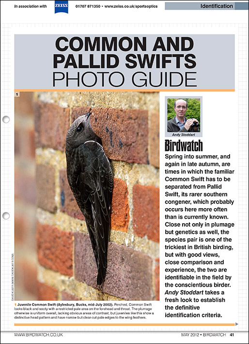 Common and Pallid Swift Photo ID Guide