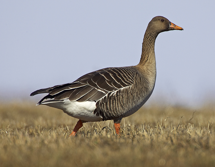 Taiga Bean Goose