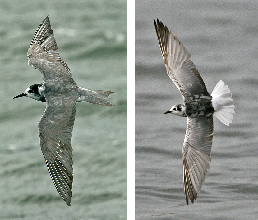 Black and White-winged Black Terns