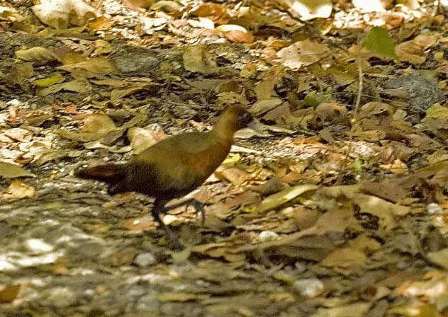 The new species of Madagascan wood rail was unknowingly photographed at the Bemaraha Tsingy National Park in 2007. Photo: James Williams. The new species of Madagascan wood rail was unknowingly photographed at the Bemaraha Tsingy National Park in 2007. Photo: James Williams.