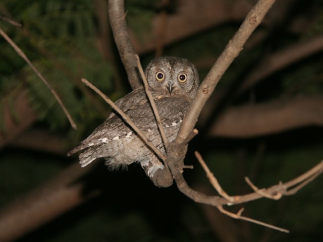 The nominate form of Scops Owl passes through Cyprus on migration, but the prime habitat is already occupied by the sedentary endemic form. Photo: Ãlvaro RodrÃguez Alberich (commons.wikimedia.org). The nominate form of Scops Owl passes through Cyprus on migration, but the prime habitat is already occupied by the sedentary endemic form. Photo: Ãlvaro RodrÃguez Alberich (commons.wikimedia.org).