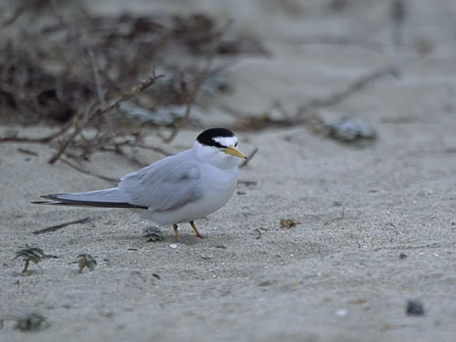 This California Least Tern of the subspecies browni may soon just be a Least Tern photographed in Calfornia. Photo: Ryan Hagerty (commons.wikimedia.org) This California Least Tern of the subspecies browni may soon just be a Least Tern photographed in Calfornia. Photo: Ryan Hagerty (commons.wikimedia.org)