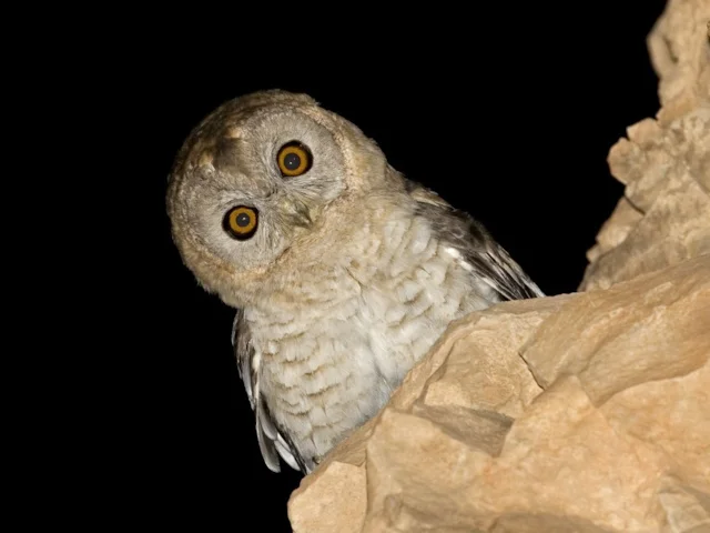 This Hume’s Owl photographed in Israel in 2011 is now a new species, after the type specimen was found to be closer to ‘Omani Owl’. Photo: Rony Livne. This Hume’s Owl photographed in Israel in 2011 is now a new species, after the type specimen was found to be closer to ‘Omani Owl’. Photo: Rony Livne.