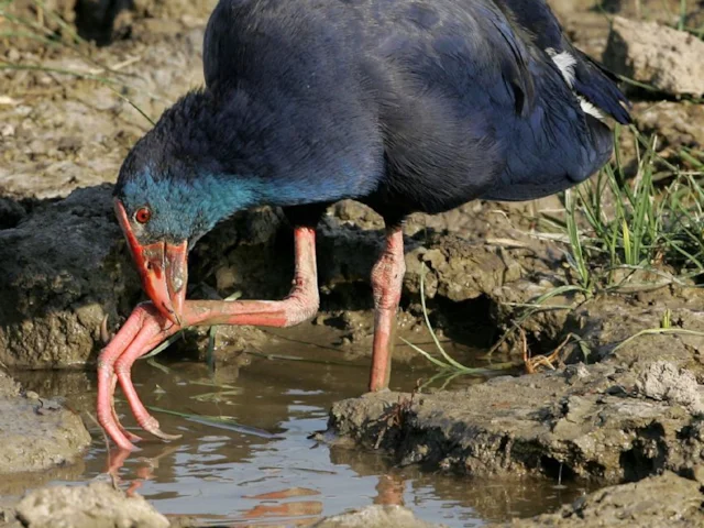 This nominate Purple Swamphen could now be one of three species in the Western Palearctic, as <em>madagascariensis</em> and <em>poliocephalus</em> are also present in the region, in Egypt and Turkey respectively. Photo: Bill Baston. This nominate Purple Swamphen could now be one of three species in the Western Palearctic, as <em>madagascariensis</em> and <em>poliocephalus</em> are also present in the region, in Egypt and Turkey respectively. Photo: Bill Baston.