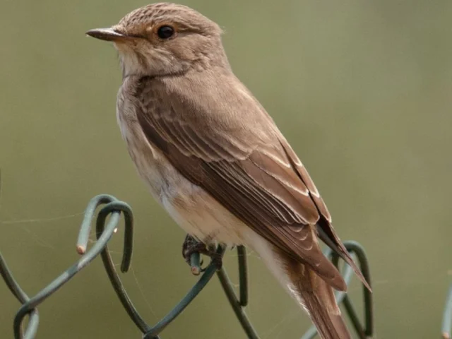 This Spotted Flycatcher of the form tyrrhenica was photographed on southern Sardinia in late May 2011, and is mooted as a new subspecies. Photo: Michele Viganò. This Spotted Flycatcher of the form tyrrhenica was photographed on southern Sardinia in late May 2011, and is mooted as a new subspecies. Photo: Michele Viganò.