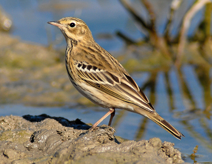 Tree Pipit