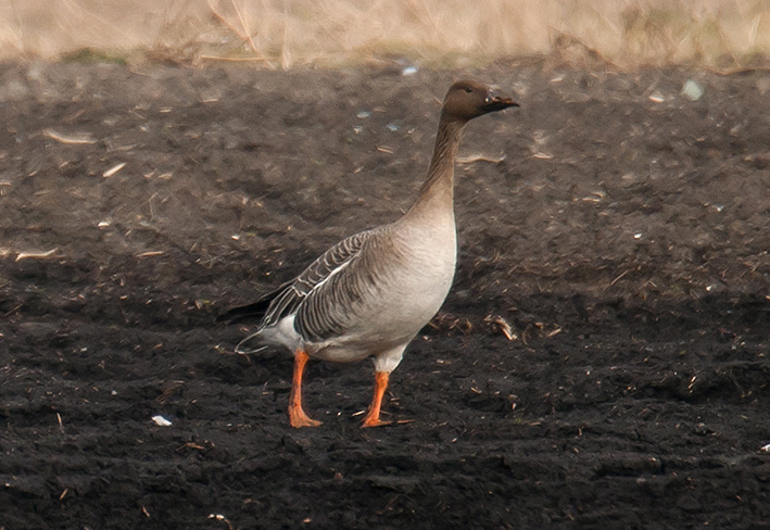 Tundra Bean Goose