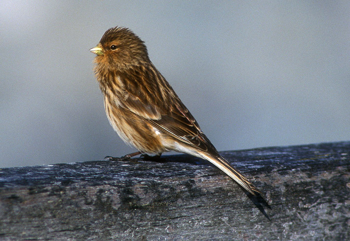 Twite
