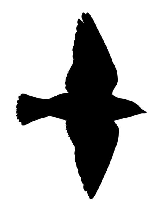 Waxwing silhouette