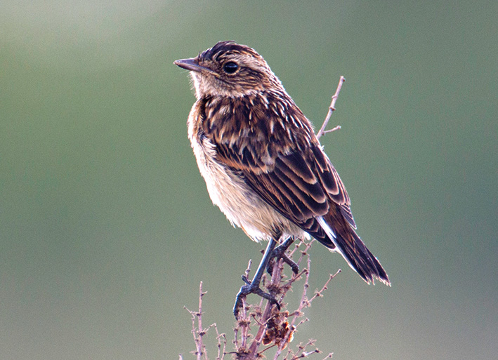 Whinchat by Arto Juvonen