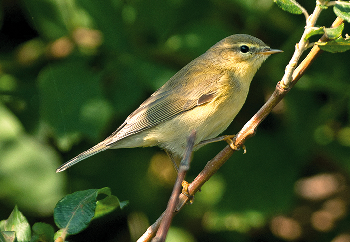 Willow Warbler