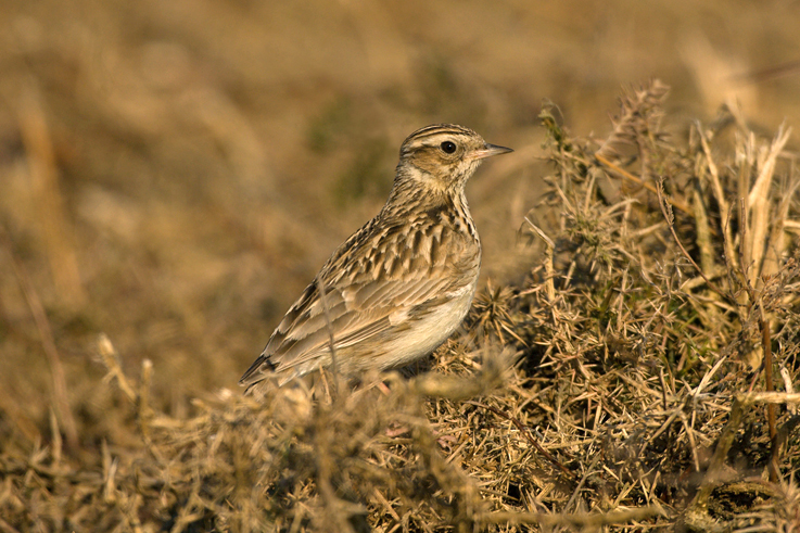 Woodlark by Steve Young