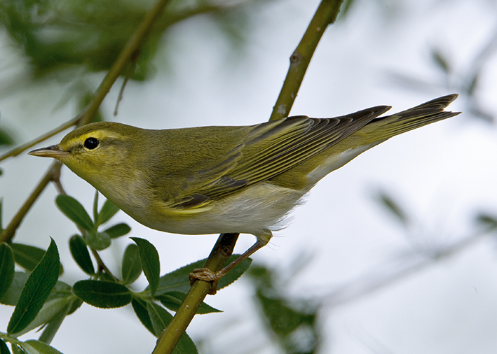 Wood Warbler