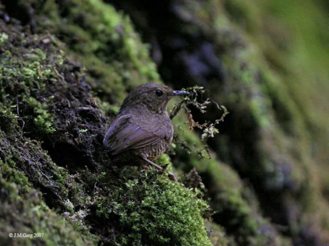 Wren-babblers like this Scaly-breasted Wren-babbler have been designated unique enough to deserve its own family, and possibly a new English name, too. Photo: J M Garg (commons.wikimedia.org) Wren-babblers like this Scaly-breasted Wren-babbler have been designated unique enough to deserve its own family, and possibly a new English name, too. Photo: J M Garg (commons.wikimedia.org)