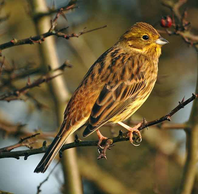 july id tips female yellowhammer and cirl bunting birdguides