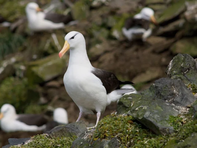 A Black-browed Albatross attending the colony on Cañon des Sourcils Noirs, Kerguelen Island, in the French Southern and Antarctic Lands. Photo: François Guerraz (commons.wikimedia.org). A Black-browed Albatross attending the colony on Cañon des Sourcils Noirs, Kerguelen Island, in the French Southern and Antarctic Lands. Photo: François Guerraz (commons.wikimedia.org).