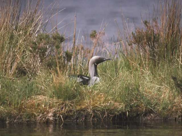 A Black-throated Diver nests on one of the artificial islands provided by the conservation scheme on Scottish lochs. Photo: Chris Gomersall (www.rspb-images.com). A Black-throated Diver nests on one of the artificial islands provided by the conservation scheme on Scottish lochs. Photo: Chris Gomersall (www.rspb-images.com).