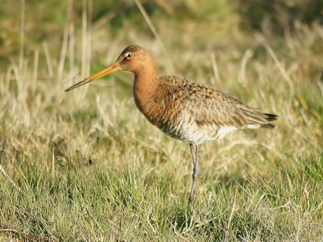 A breeding Black-tailed Godwit from a neighbouring population to The Netherlands, at Uitkerkse Polders, Belgium. Photo: Hans Hillewaert (commons.wikimedia.org). A breeding Black-tailed Godwit from a neighbouring population to The Netherlands, at Uitkerkse Polders, Belgium. Photo: Hans Hillewaert (commons.wikimedia.org).