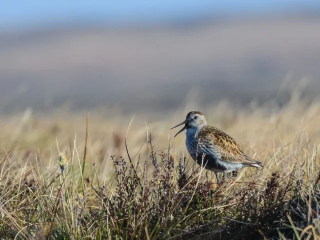 A Dunlin sings at Dove Stone in the Peak District, where numbers have been increasing year-by-year on the well-managed blanket bog habitat. Photo: Tim Melling (RSPB). A Dunlin sings at Dove Stone in the Peak District, where numbers have been increasing year-by-year on the well-managed blanket bog habitat. Photo: Tim Melling (RSPB).