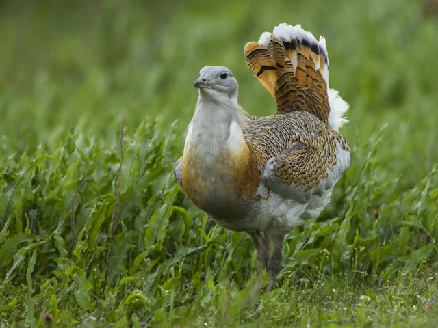 A European action plan for Great Bustard in the EU Birds Directives has resulted in conservation programmes being successfully implemented in Spain, Portugal, Austria and Hungary. Photo: Francesco Veronesi commons.wikimedia.org A European action plan for Great Bustard in the EU Birds Directives has resulted in conservation programmes being successfully implemented in Spain, Portugal, Austria and Hungary. Photo: Francesco Veronesi commons.wikimedia.org