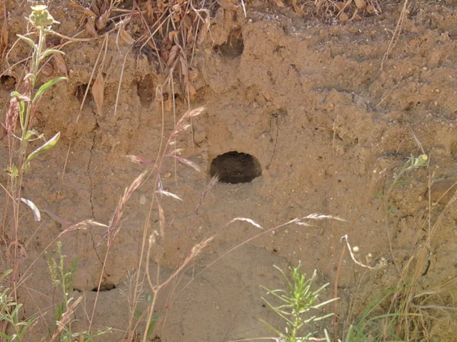 A European Bee-eater burrow at Quinta da Rocha, Portugal; the habitats destroyed during tourist development there, will now have to be replaced. Photo: Julio Reis (commons.wikimedia.org). A European Bee-eater burrow at Quinta da Rocha, Portugal; the habitats destroyed during tourist development there, will now have to be replaced. Photo: Julio Reis (commons.wikimedia.org).