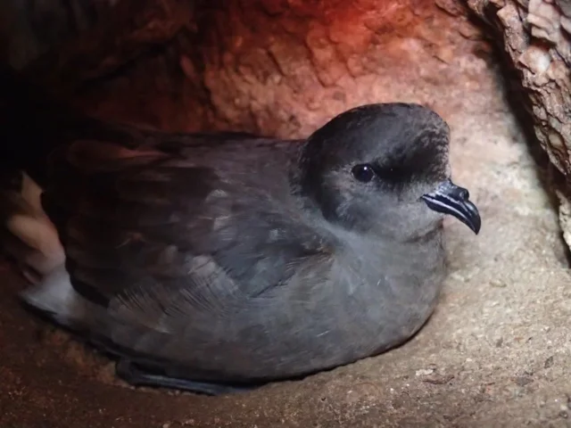 A European Storm-petrel incubates its egg on Bryher, Scilly, where rat eradication is also taking place. Photo: Amy Horn Norris (www.rspb-images.com). A European Storm-petrel incubates its egg on Bryher, Scilly, where rat eradication is also taking place. Photo: Amy Horn Norris (www.rspb-images.com).