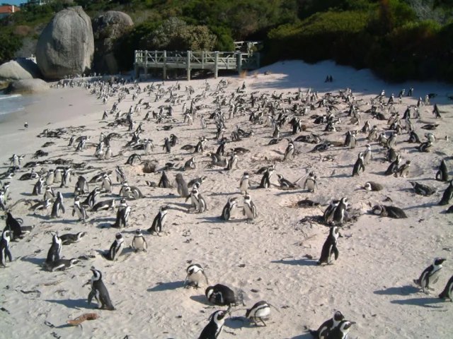 African Penguins, like these on Boulders Beach, South Africa, have declined substantially owing to the changes in range of key fish species on which they feed. Photo: Daemonic Kangaroo (commons.wikimedia.org). African Penguins, like these on Boulders Beach, South Africa, have declined substantially owing to the changes in range of key fish species on which they feed. Photo: Daemonic Kangaroo (commons.wikimedia.org).