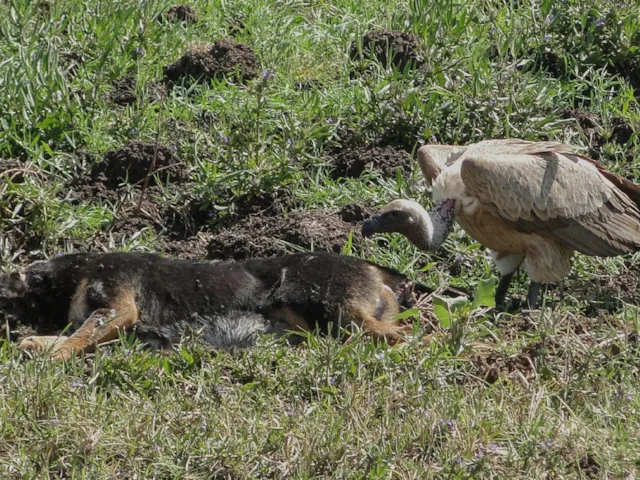 African vultures, like this White-backed Vulture eating a dead dog in Ethiopia, perform an essential ecological function in cleaning up the environment in a sustainable way. Photo: Bernard Gagnon (commons.wikimedia.org). African vultures, like this White-backed Vulture eating a dead dog in Ethiopia, perform an essential ecological function in cleaning up the environment in a sustainable way. Photo: Bernard Gagnon (commons.wikimedia.org).