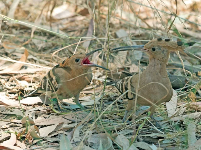 A Hoopoe feeds its chick; the latter's existence is partly owed to the protective bacterial secretion of its mother. Photo: Artemy Voikhansky (commons.wikimedia.org). A Hoopoe feeds its chick; the latter's existence is partly owed to the protective bacterial secretion of its mother. Photo: Artemy Voikhansky (commons.wikimedia.org).