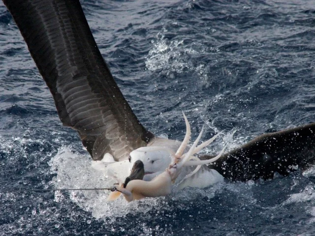 A juvenile Black-browed Albatross caught on a baited long-line hook off the coast of Brazil. The bird was released by Albatross Task Force instructor Fabiano Peppes. Photo: Albatross Task Force. A juvenile Black-browed Albatross caught on a baited long-line hook off the coast of Brazil. The bird was released by Albatross Task Force instructor Fabiano Peppes. Photo: Albatross Task Force.