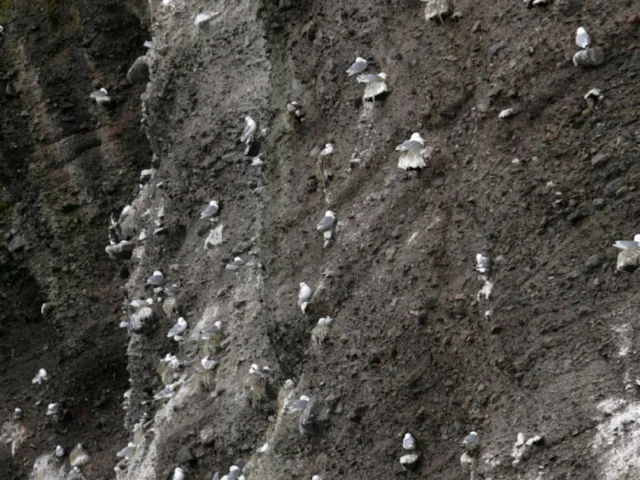 A Kittiwake colony at Troup Head RSPB, Banffshire, in happier times. Photo: Andy Hay (www.rspb-images.com). A Kittiwake colony at Troup Head RSPB, Banffshire, in happier times. Photo: Andy Hay (www.rspb-images.com).
