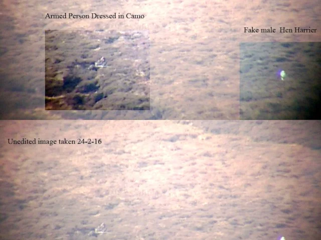 A man with a shotgun was filmed in February waiting close to a decoy Hen Harrier, and incident which has now caused a shooting estate's lease to be revoked. Video grab: Raptor Persecution. A man with a shotgun was filmed in February waiting close to a decoy Hen Harrier, and incident which has now caused a shooting estate's lease to be revoked. Video grab: Raptor Persecution.