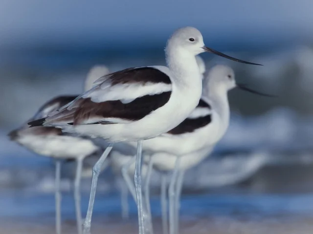 American Avocet is just one of the species that could lose most of its range with the advancement of climate change. Photo: Dan Pancamo (commons.wikimedia.org). American Avocet is just one of the species that could lose most of its range with the advancement of climate change. Photo: Dan Pancamo (commons.wikimedia.org).